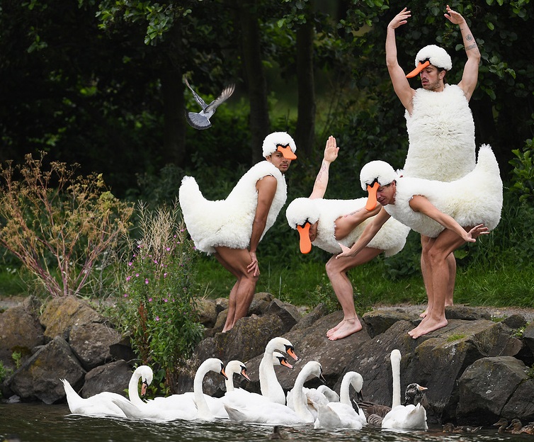 Dancers From The French Act Tutu Perform Spoof of Swan Lake