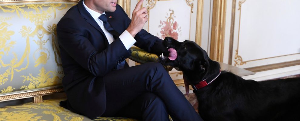 French president Emmanuel Macron gestures towards his dog Nemo during a meeting with German Vice Chancellor and German Foreign Minister at the Elysee Palace in Paris